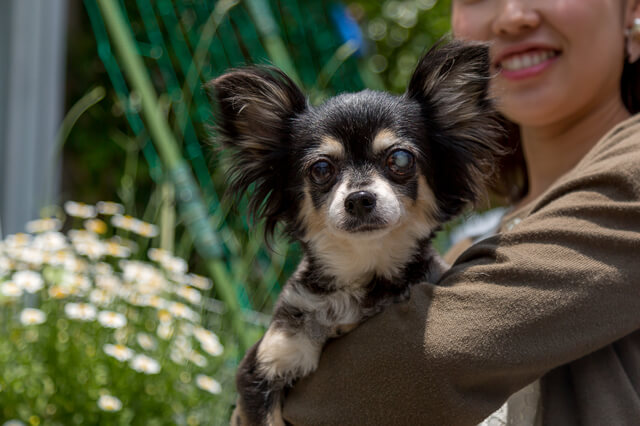 犬の爪切りのお悩み解決!自宅でもキレイにできる方法とはのサムネイル画像